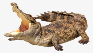 Crocodile Bulk Collection #385939