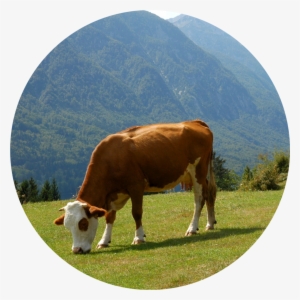 Grazing - Lake Bohinj #388924 Grazing - Lake Bohinj #388924