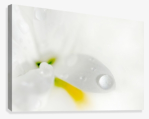 One Droplet Canvas Print - Photography #389894