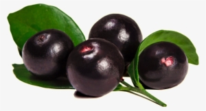 Açaí Fruta Png - Acai Berries #3800625 Açaí Fruta Png - Acai Berries #3800625