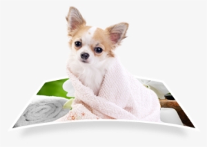 Dog With Towel - Pet Spa #3800820