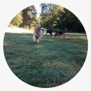 The - Tail Wagging By Dogs #3801269