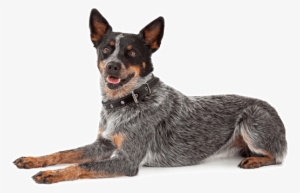 Looking For A Australian Cattle Dog Puppy Or Dog In - Friendly Australian Cattle Dog #3801296