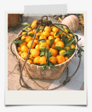 Organic Mandarin Oranges - Mandarin Orange #3805151