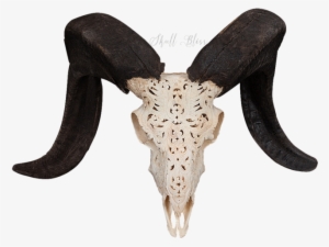 Carved Ram Skull - Skull #3806707