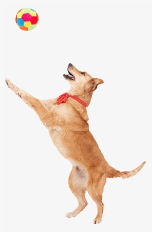 Your Cat Or Dog Needs A Digestive System With The Power - Cat Yawns #3807871