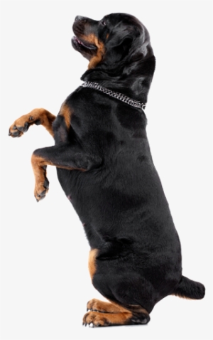 Dogs Playing - Pinscher Doberman Y Rottweiler #3807930