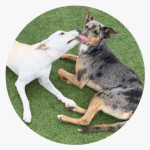 Dogs Playing At Yappy Hour At Paws University - Dog Catches Something #3808153