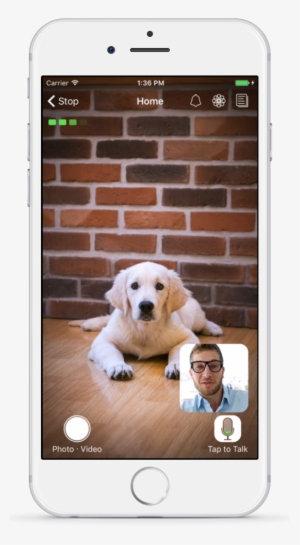 Feeling Pet Stressed - Computer Monitor #3808405