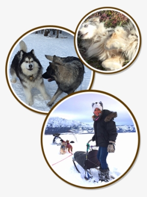 Dogs Playing In Snow - Dog #3808603