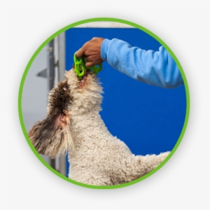 Kennels And Doggie Daycare For Pet Parents In West - Livestock #3808775