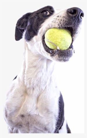 Underground Dog Fence - Dog #3808958