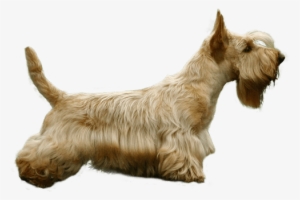 Scottish Terrier #3809141