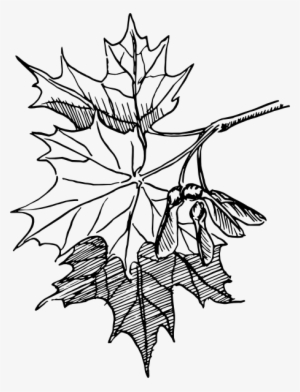 How To Set Use Maple Leaves Svg Vector #3811294