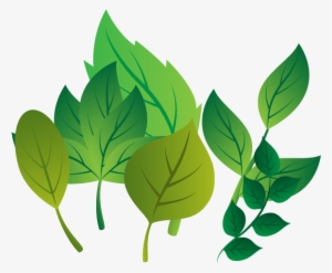 Leaf Vector Download - Вектор Листочки Пнг #3811321