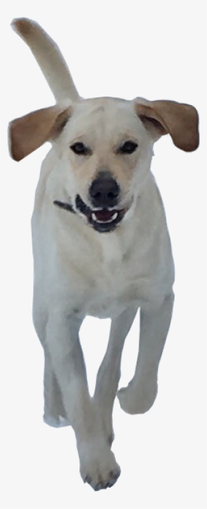 We Offer Classes That Are Either Once A Month And/or - Labrador Retriever #3812573