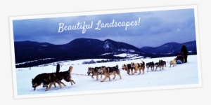 Take Notes On Bookings 25% Of The Price Is Required - Sakhalin Husky #3812599