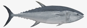 Pacific Bluefin Tuna - Tuna #3812758