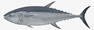 Pacific Bluefin Tuna - Pacific Bluefin Tuna Png #3812834