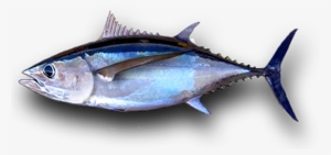 Albacore Tuna Png #3812862