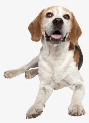 Harrier Hound - Dog #3812866