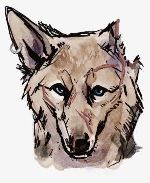 Vesper - Czechoslovakian Wolfdog #3813021