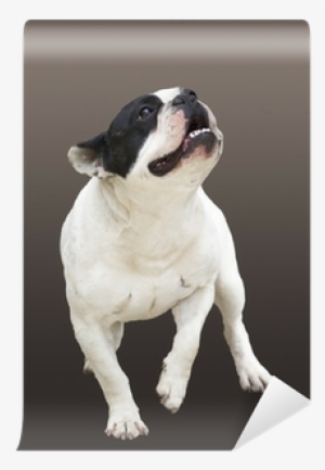 Running Dog Breed French Bulldog On A Brown Background - Dog #3813077