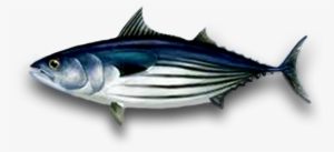 Samson Fish - Png Tuna #3813121