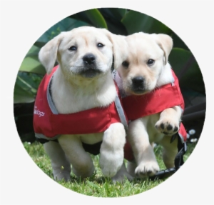 Puppies With Red Coats Running - Puppy #3813145