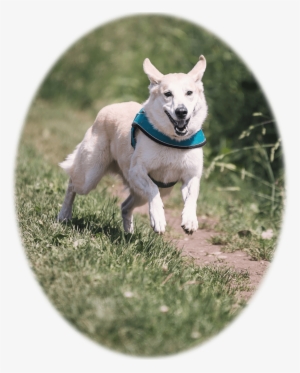 Picture Of A Dog Running - Petrainer Electric Dog Training Collar Rechargeable #3813210