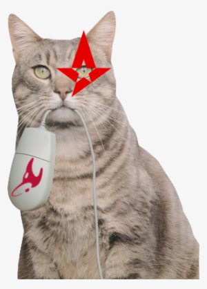 28 Jul - Cat Eating Computer Mouse #3813270