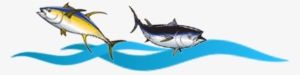 255-3128 - Atlantic Blue Marlin #3813562