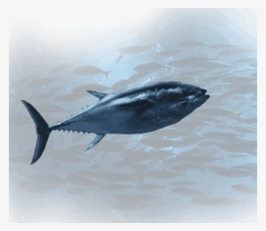 Noaa Fisheries Reverses Course, Decides Endangered - Pacific Bluefin Tuna #3813604