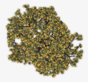 Apricottree4 Blu - Tree #3814599