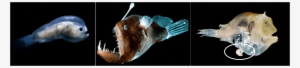 Male And Female Anglerfishes - Poster: Shale's Deep Sea Anglerfish Male, 61x46in. #3814655