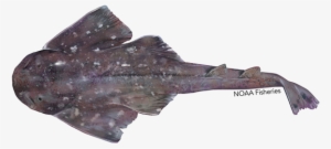 Argentine Angelshark #3814734