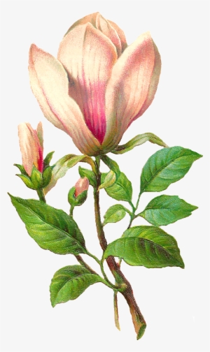 Flower Botanical Png #3815357