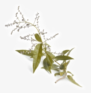 Product Description - Infusión Hierbaluisa Del Empordà Tegust 10 Uds #3815418