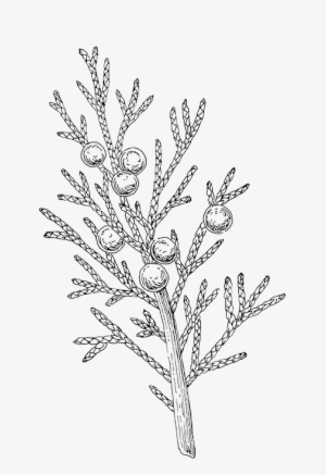 Juniper - Hoja De Ceiba Dibujo #3815444