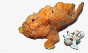 Painted Anglerfish - Bufo #3815474