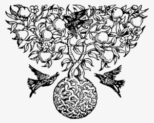 Botanical Drawing Mckeehen - Fruit On Tree Drawing #3815679