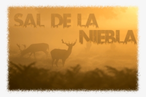 Sal De La Niebla - Elk #3815920