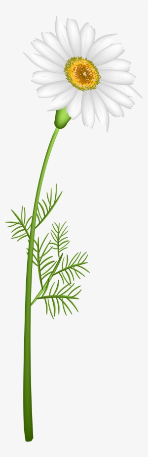 Camomile Clipart #3816279