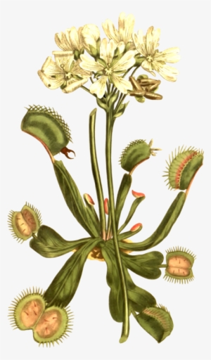 Venus Flytrap Botany Carnivorous Plant Botanical Illustration - Botanical Illustration Venus Fly Trap #3816390