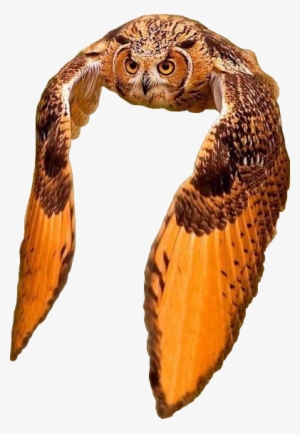 Animalthis Beautiful Owl Flying - Grand Duc D Amerique #3819154