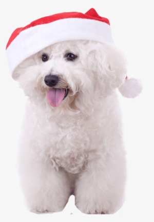 Bichon Frise With Christmas Hat #3820473