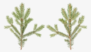 Conifers #3821035