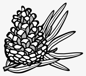 This Free Icons Png Design Of Conifer Cone #3821183