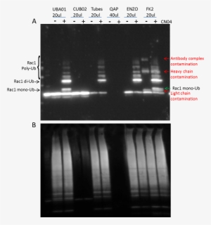 Figure 1 Legend - 3t3 Cells #3821231