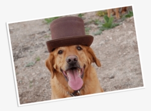 Details - Buster's Natural Pet Supply #3821901